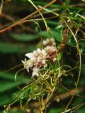 Cuscuta epithymum